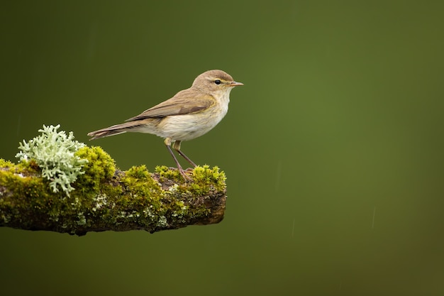 Vrouwelijke icterine grasmus zittend op takje bedekt met groen mos in de zomer natuur.