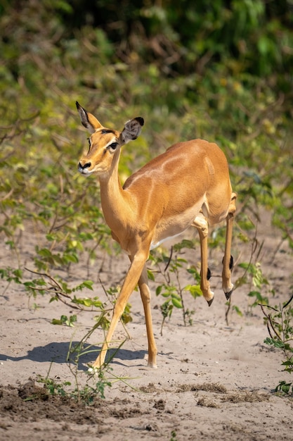 Foto vrouwelijke impala loopt over de zanderige oever van een rivier