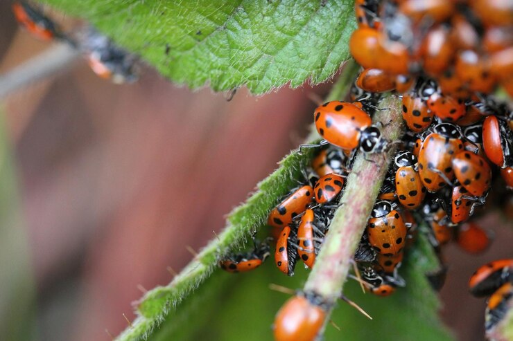 Foto vrouwelijke insecten