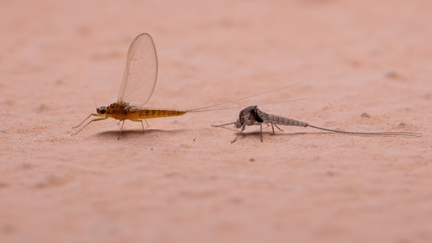 Vrouwelijke kleine eendagsvlieg van het geslacht Genus Baetis die exoskelet verlaat