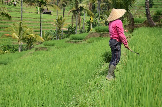 Vrouwelijke landbouwer die traditionele padiehoed draagt die in mooi Jatiluwih-rijstterras in Bali Indonesië werkt