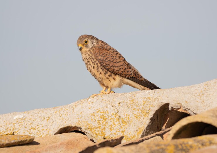 Vrouwelijke Lesser Kestrel Falco naumanni op een dak