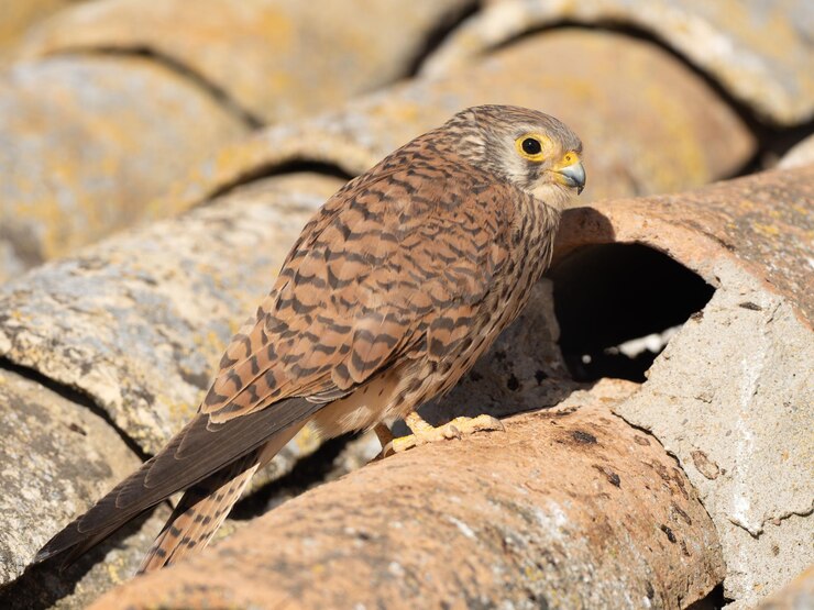 Vrouwelijke Lesser Kestrel Falco naumanni op een dak