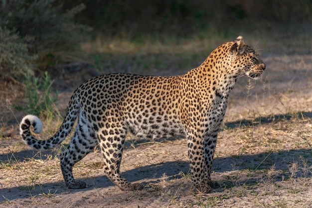 Vrouwelijke Luipaard Botswana Afrika