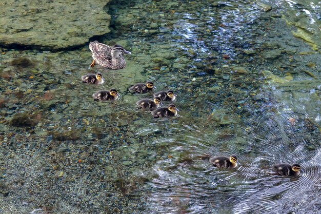 Vrouwelijke Mallard Anas platyrhynchos met kuikens