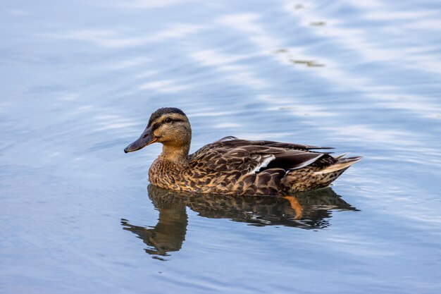 Vrouwelijke Mallard (Anas platyrhynchos) zwemmen in een meer in Sussex