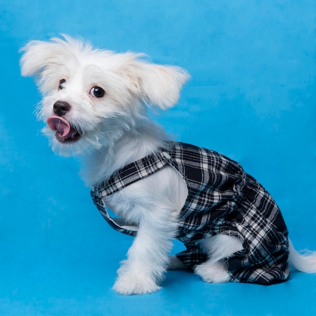 Vrouwelijke maltese fotoshoot sessie studio huisdier fotografie met zwart overhemd blauwe achtergrond en eigendom schattige uitdrukking puppy hondje