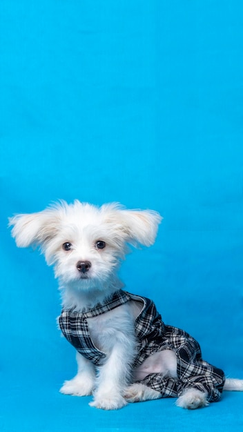 Vrouwelijke maltese fotoshoot sessie studio huisdier fotografie met zwart overhemd blauwe achtergrond en eigendom schattige uitdrukking puppy hondje