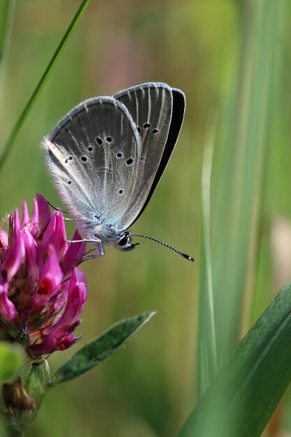 Vrouwelijke mazarine blue - cyaniris semiargus voedt zich met een klaver - trifolium bloemkop