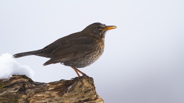 Vrouwelijke merel zittend op hout in de winter