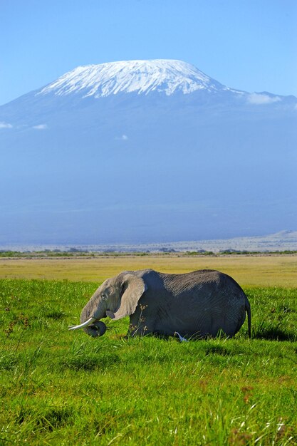 Vrouwelijke olifant met de Kilimanjaro op de achtergrond