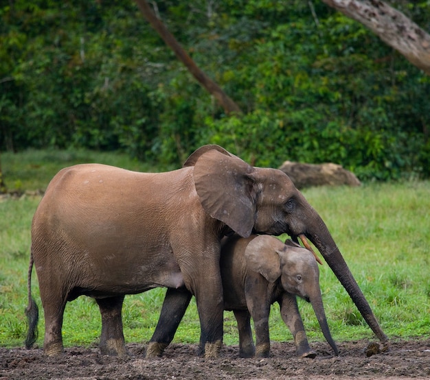 Vrouwelijke olifant met een baby