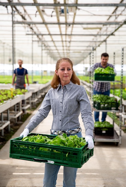 Vrouwelijke ondernemersboer die een doos salade in zijn hand houdt. Kassalade