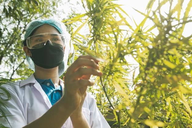 Foto vrouwelijke onderzoeker zorgt voor een cannabisplant en verzamelt gedroogde gele bladeren van de stelen.