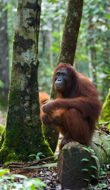 Vrouwelijke orang-oetan met een baby in het wild. Indonesië. Het eiland Kalimantan (Borneo).