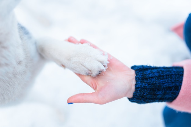 Vrouwelijke persoon hand houdt husky hond poot close-up weergave.