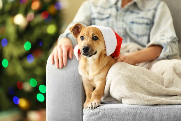 Vrouwelijke persoon met kleine schattige grappige hond op stoel op het oppervlak van de kerstboom