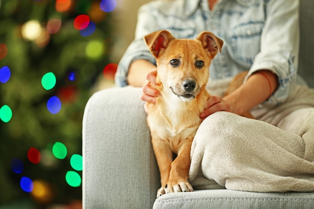 Vrouwelijke persoon met kleine schattige grappige hond op stoel op kerstboom