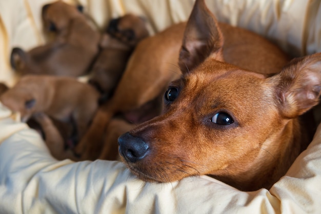 Vrouwelijke pinscher die haar pasgeboren puppy's beschermt