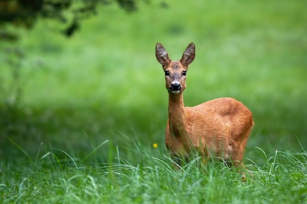 Vrouwelijke reeën met grote zwarte ogen die op groene weide luisteren