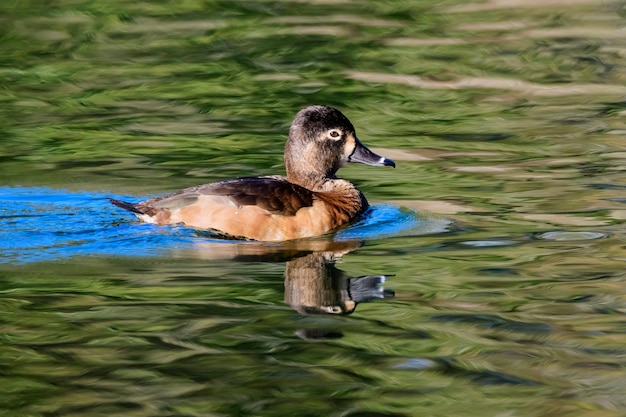 Vrouwelijke Ringhalseend op groen water