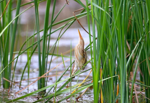 Vrouwelijke roerdomp met grappige kromme benen staat op een tak van riet