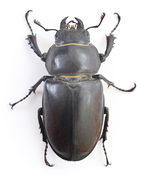 Vrouwelijke Roodbruine Mannetjeskever (Lucanus-capreolus) die op wit wordt geïsoleerd