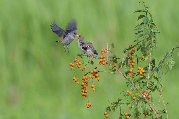 Vrouwelijke roodkopbloemenpikker brengt voedsel naar hun kuikens