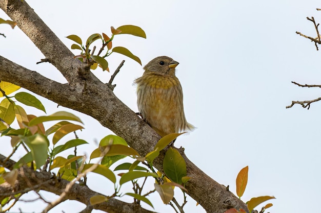 Vrouwelijke saffraanvinkvogel