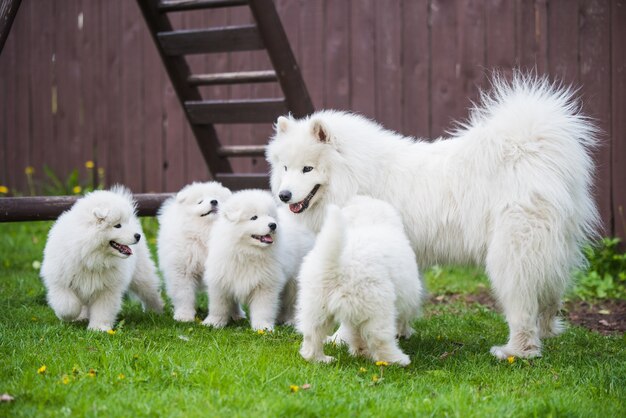 Vrouwelijke Samojeed-hond met puppy's lopen op gras