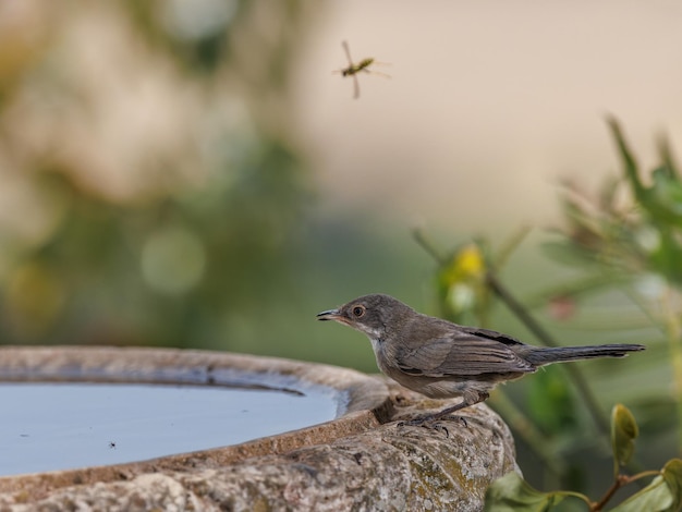 Vrouwelijke Sardische grasmus (Sylvia melanocephala).