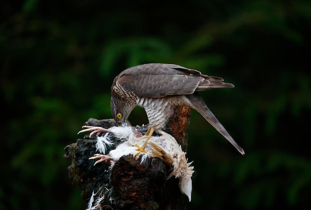 Vrouwelijke sperwer op haar prooi op een voederplaats in het bos