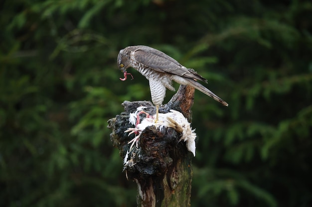 Vrouwelijke sperwer op haar prooi op een voederplaats in het bos