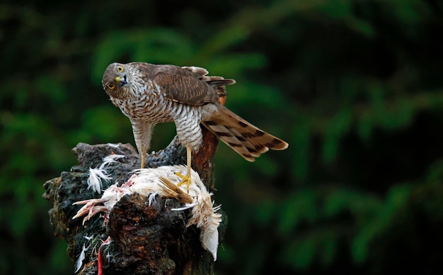 Vrouwelijke sperwer op haar prooi op een voederplaats in het bos