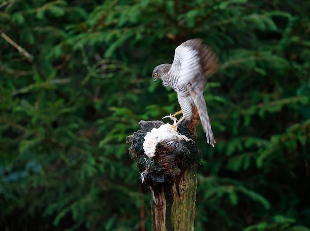 Vrouwelijke sperwer op haar prooi op een voederplaats in het bos