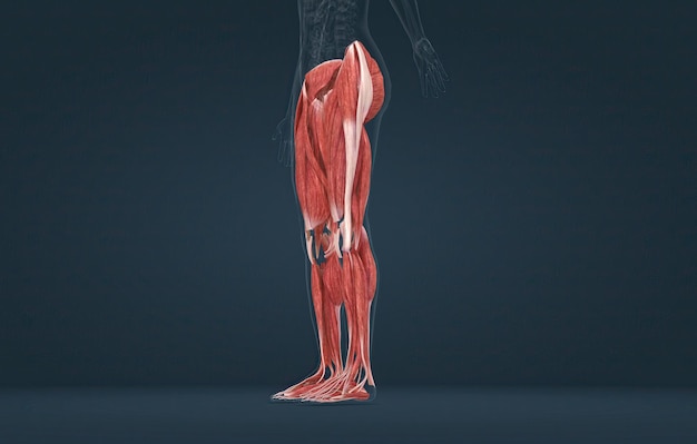 Vrouwelijke spieren van de onderste ledematen