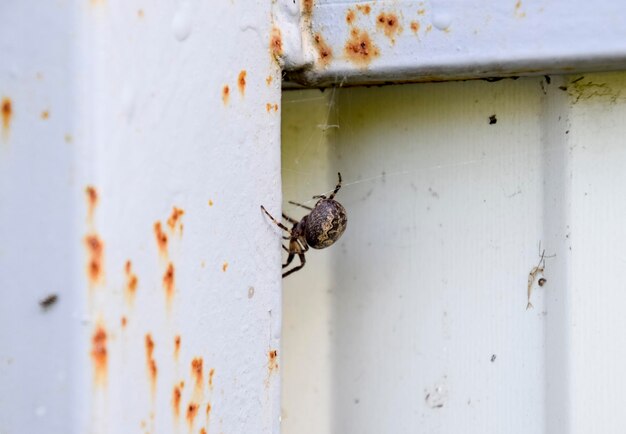 Foto vrouwelijke spin van de dwarsbalk weeft het net spin op het hek