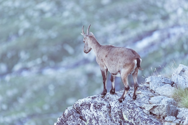 Vrouwelijke Steenbok streek op rots op de Italiaanse Franse Alpen neer.