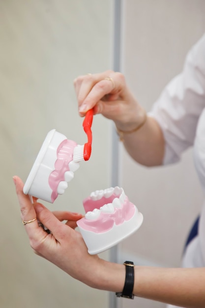 Vrouwelijke tandarts-protheticus toont regels voor tandenpoetsen. Pronk met tandenborstel en model van menselijke kaak voor instructies over het verzorgen van close-up tanden