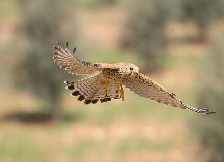 Vrouwelijke Torenvalk Falco tinnunculus tijdens de vlucht