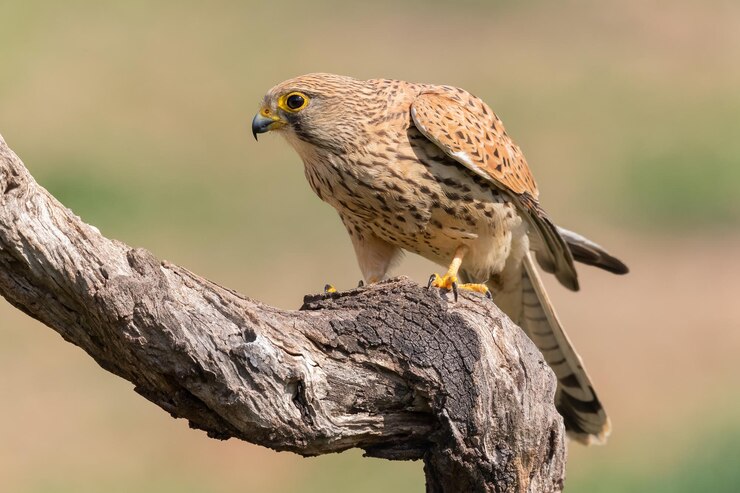 Vrouwelijke Torenvalk Falco tinnunculus zat op een boomstam