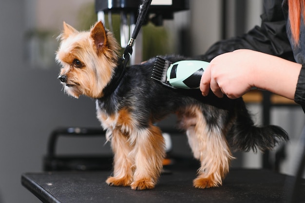 Vrouwelijke trimmer die het haar van de Yorkshire Terrier snijdt