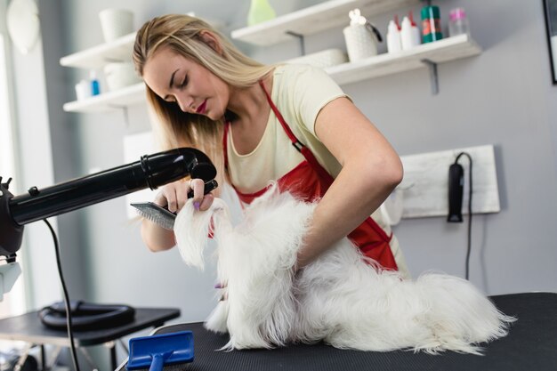 Vrouwelijke trimmer die Maltese hond borstelt bij trimsalon.