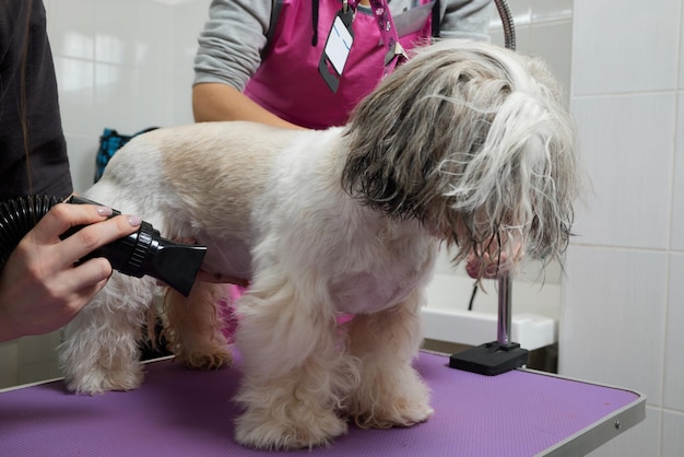 Vrouwelijke trimmer die Shih Tzu borstelt bij trimsalon.