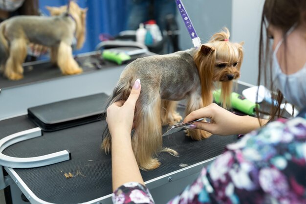 Vrouwelijke trimmer kapsel yorkshire terrier op tafel voor verzorging in de schoonheidssalon voor honden