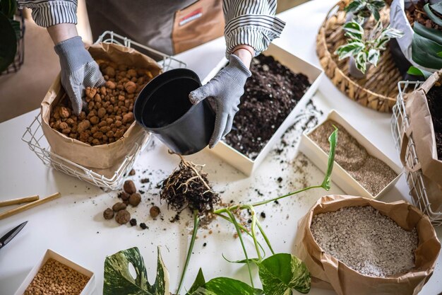 Vrouwelijke tuinier handen toevoegen drainage granules aan plastic pot gevarieerde monstera transplant close-up