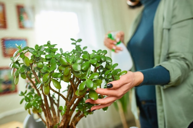 Vrouwelijke tuinman die Crassula thuis besproeit en voor huisplanten zorgt