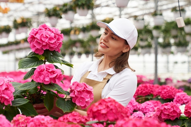 Vrouwelijke tuinman die de groei van hortensia bij kas controleert