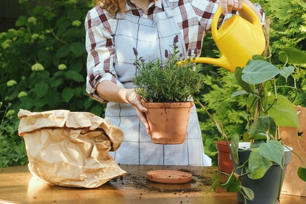 Vrouwelijke tuinman die ingemaakte lavendelinstallatie in binnenplaatstuin water geeft