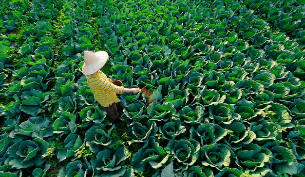 Vrouwelijke tuinman die kunstmest geeft aan koolgroenteplant op de plantage